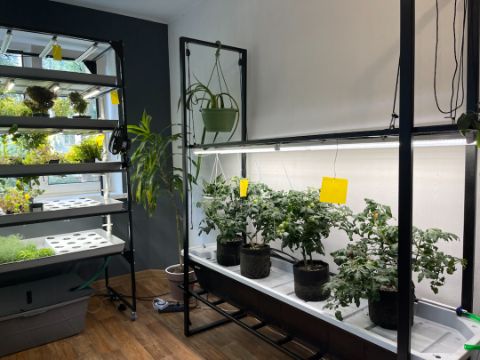 гидропонная система с томатами