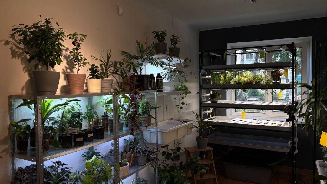 Стеллажи с комнатными растениями