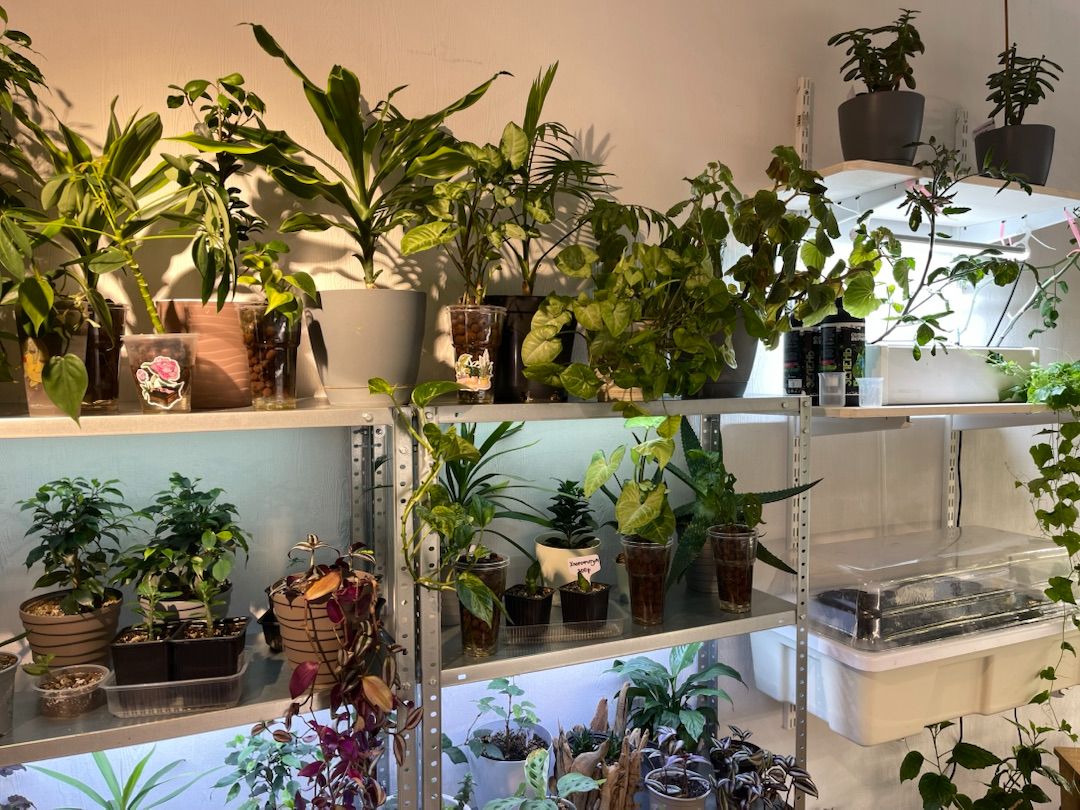 комнатные растения на стеллаже